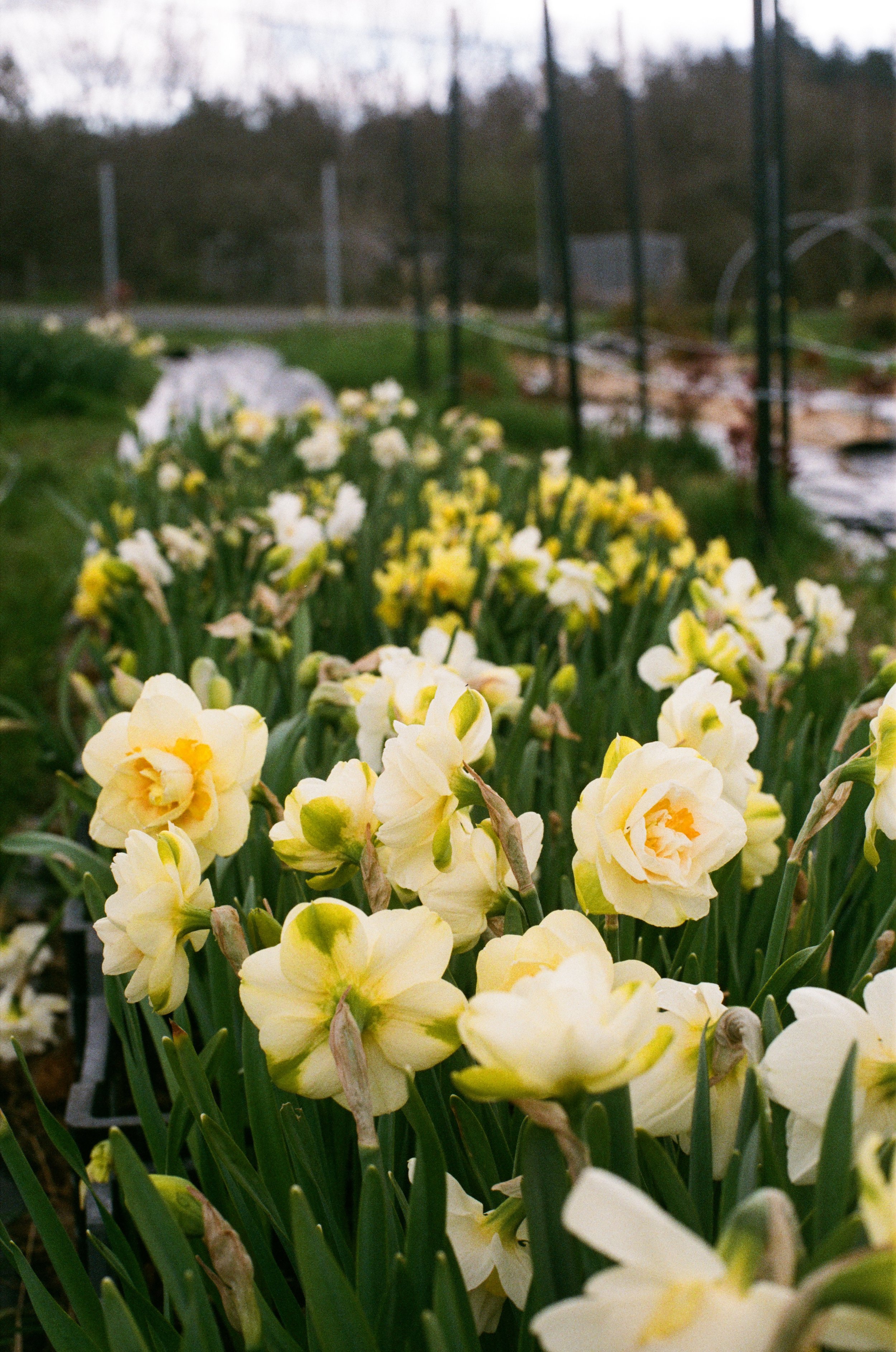 daffs.jpeg