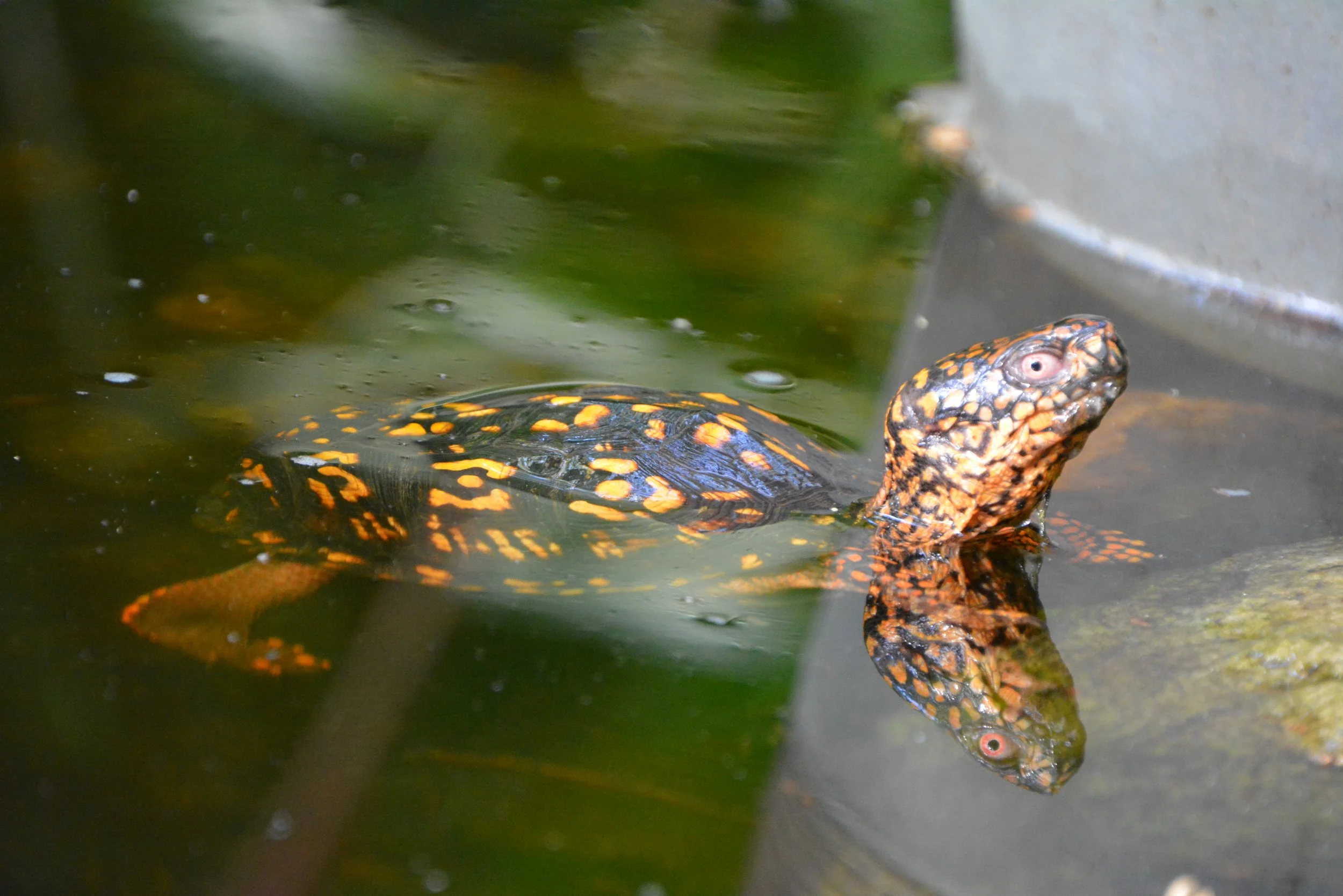 CharlestheTurtleFirstSighting12may2023a.JPG