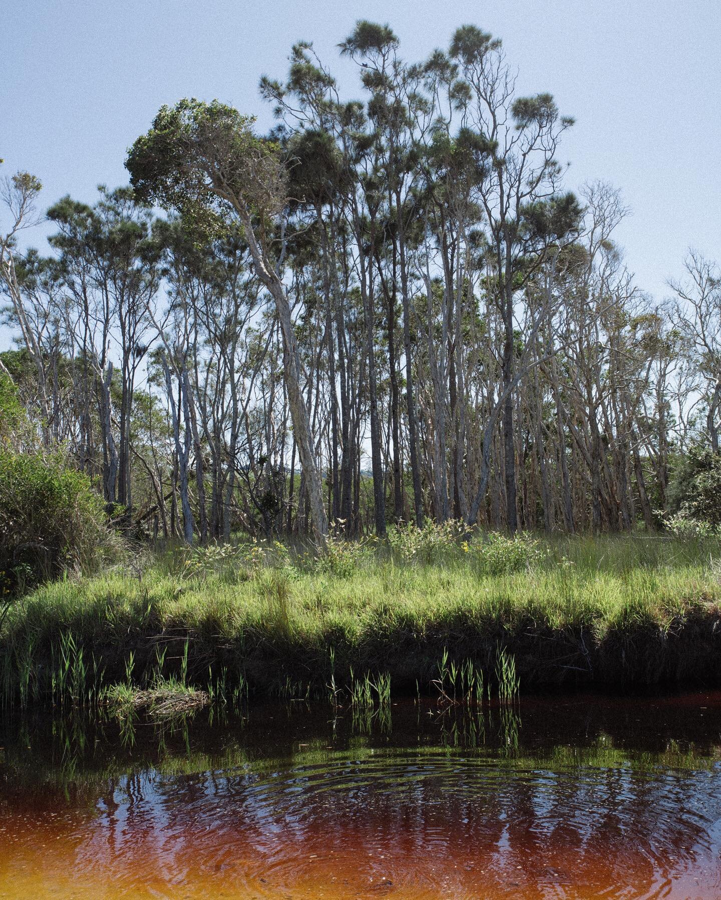 Healing waters of a tea tree lake in Northern New South Wales, Australia