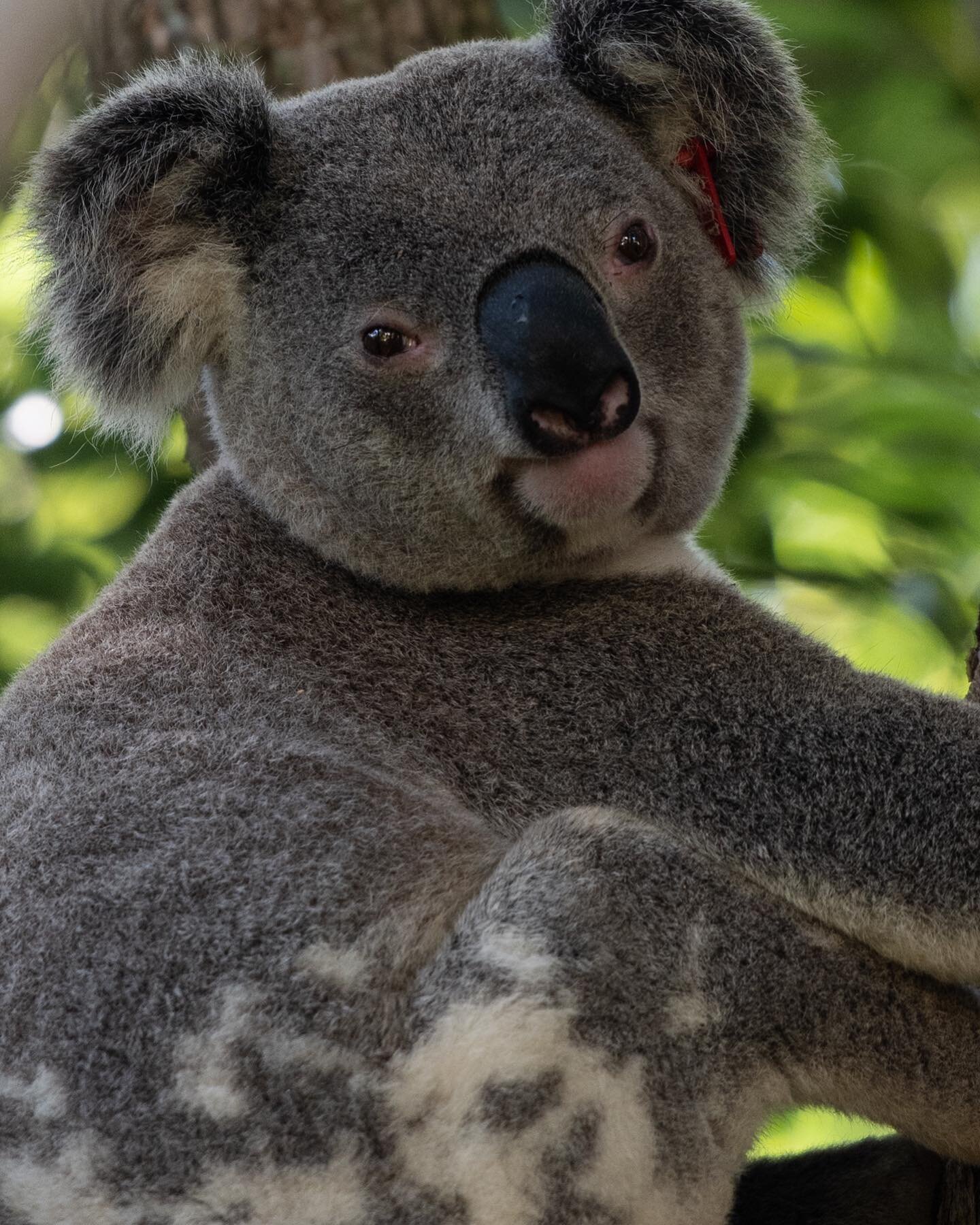 Meeting more of the neighbors at my new home in Bangalow. I have to say, living in a wild life corridor in Australia is pretty amazing. Koalas, pythons, platypuses, bats, birds, wallabies and more! This guy has been tagged by @friends_of_the_koala bu