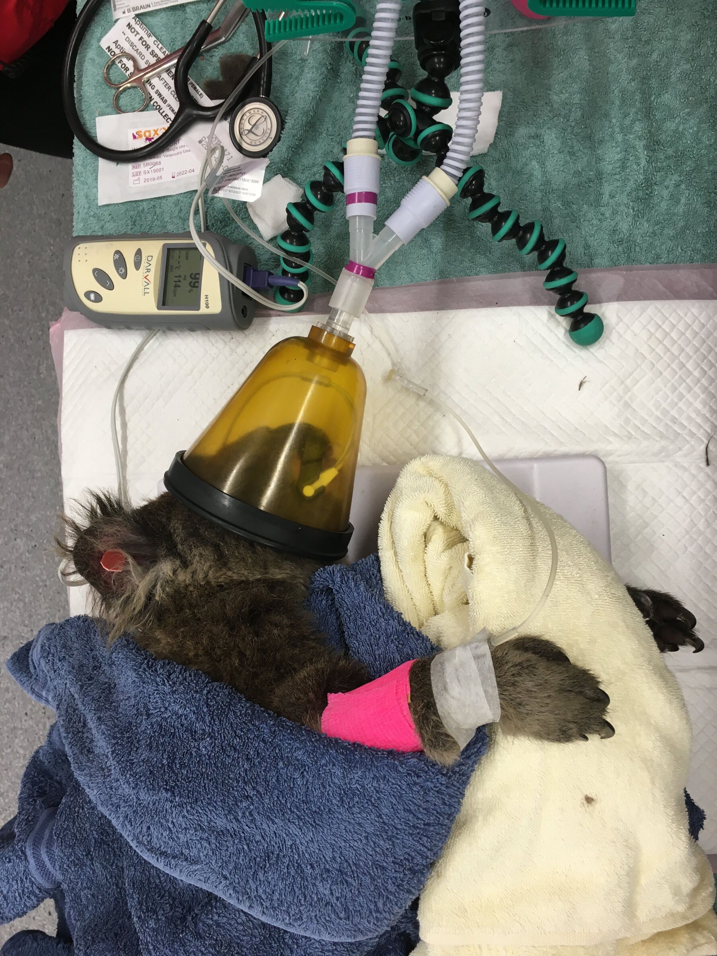 Koala being seen by Dr Hamish Cameron after the bushfires. Image credit James Fitzgerald