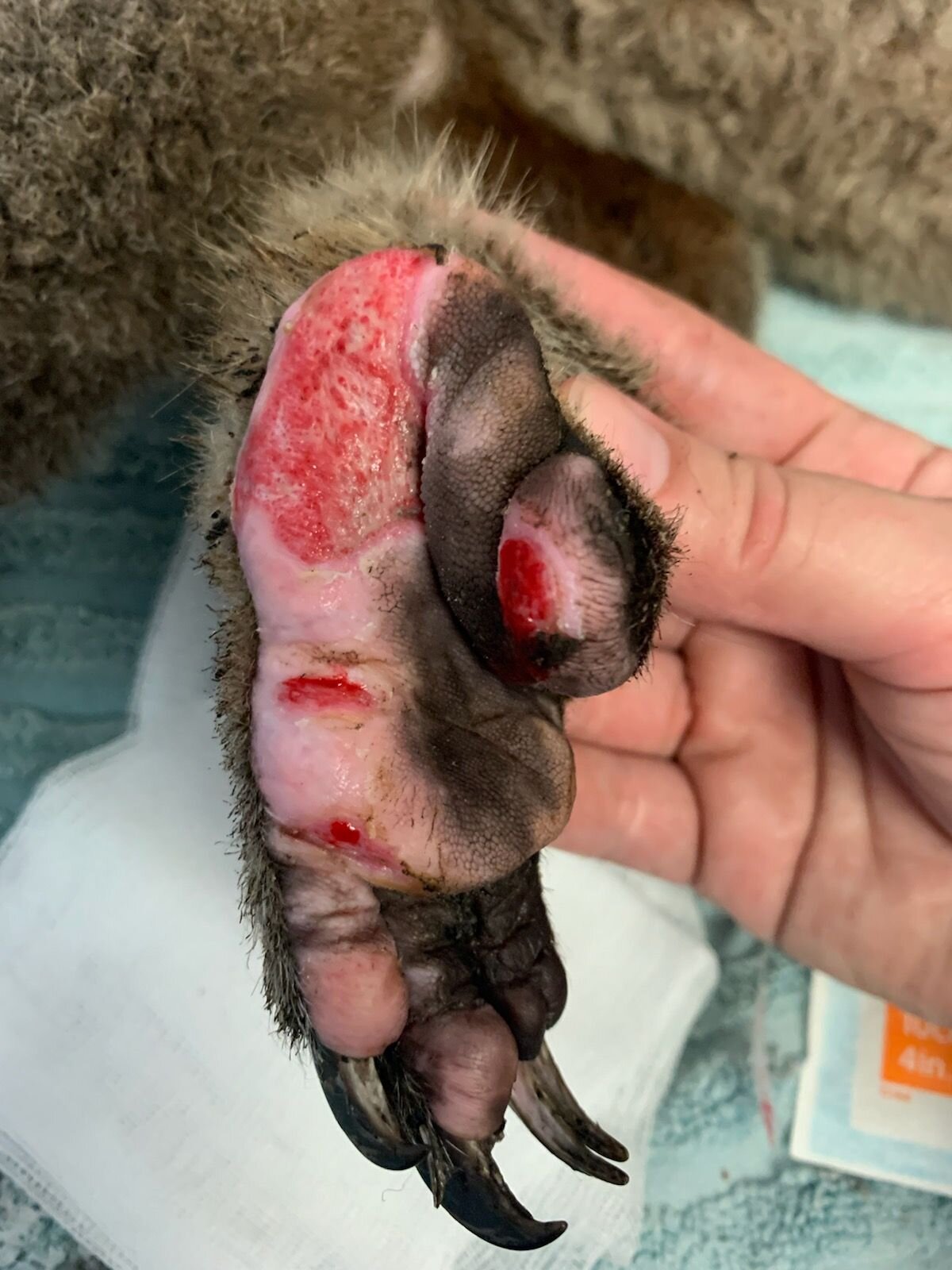 Burnt foot of koala, raw after trying to escape the bushfires. Image credit James Fitzgerald
