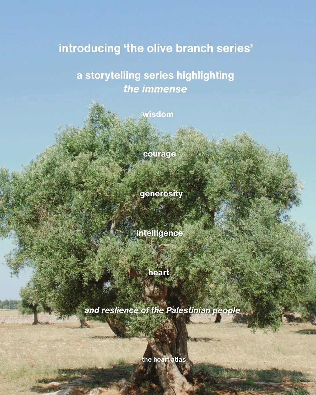 The Olive Branch Series is a storytelling series honouring the wisdom, resilience and generosity of the Palestinian people - showing up for one another against the backdrop of senseless violence and destruction.

We firmly eject efforts to dehumanise