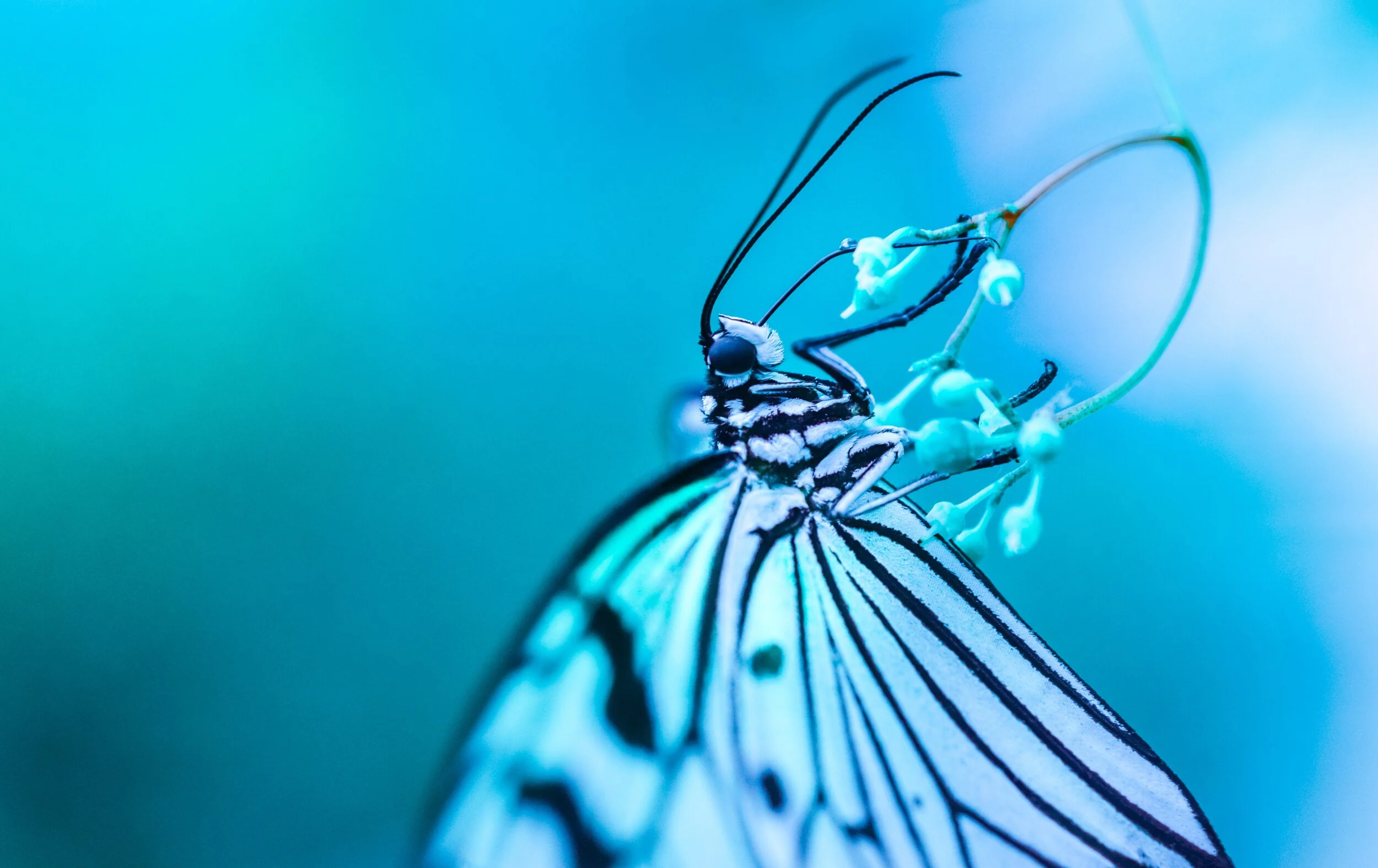 Butterfly .jpg