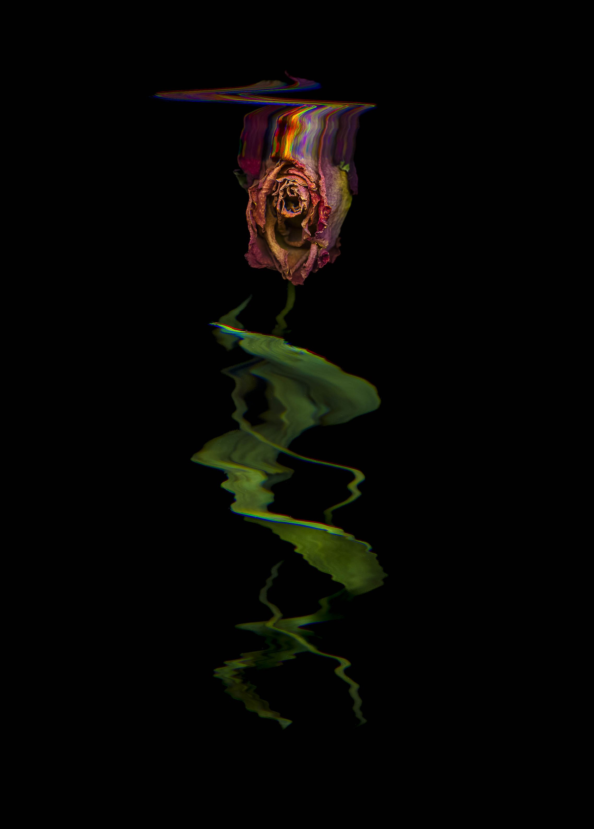 Roses-2021Fullsize-24.jpg