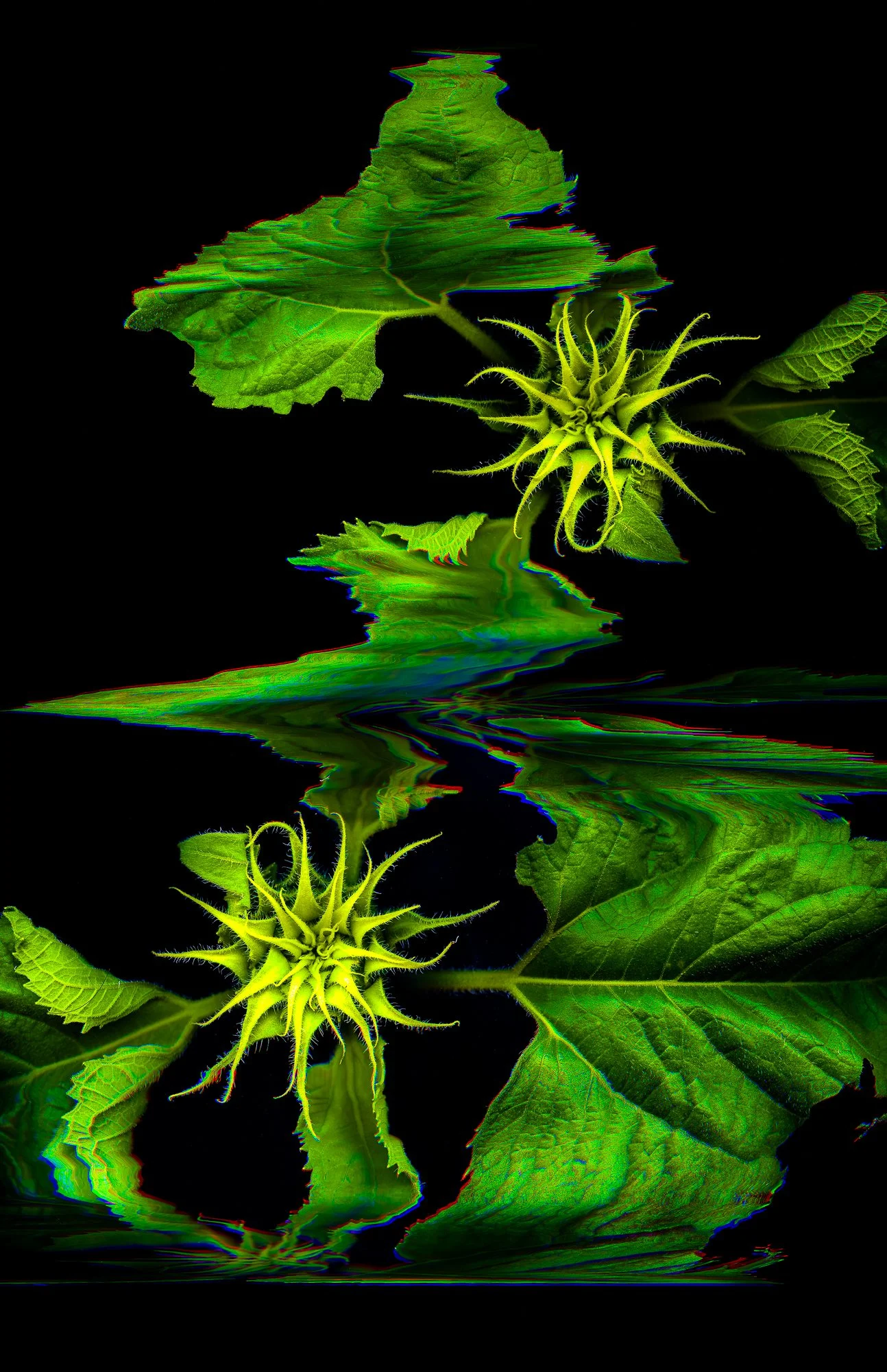 Weeds_Metallic Inkjet Print_11x17_2024_Nathan_Fiske.jpg
