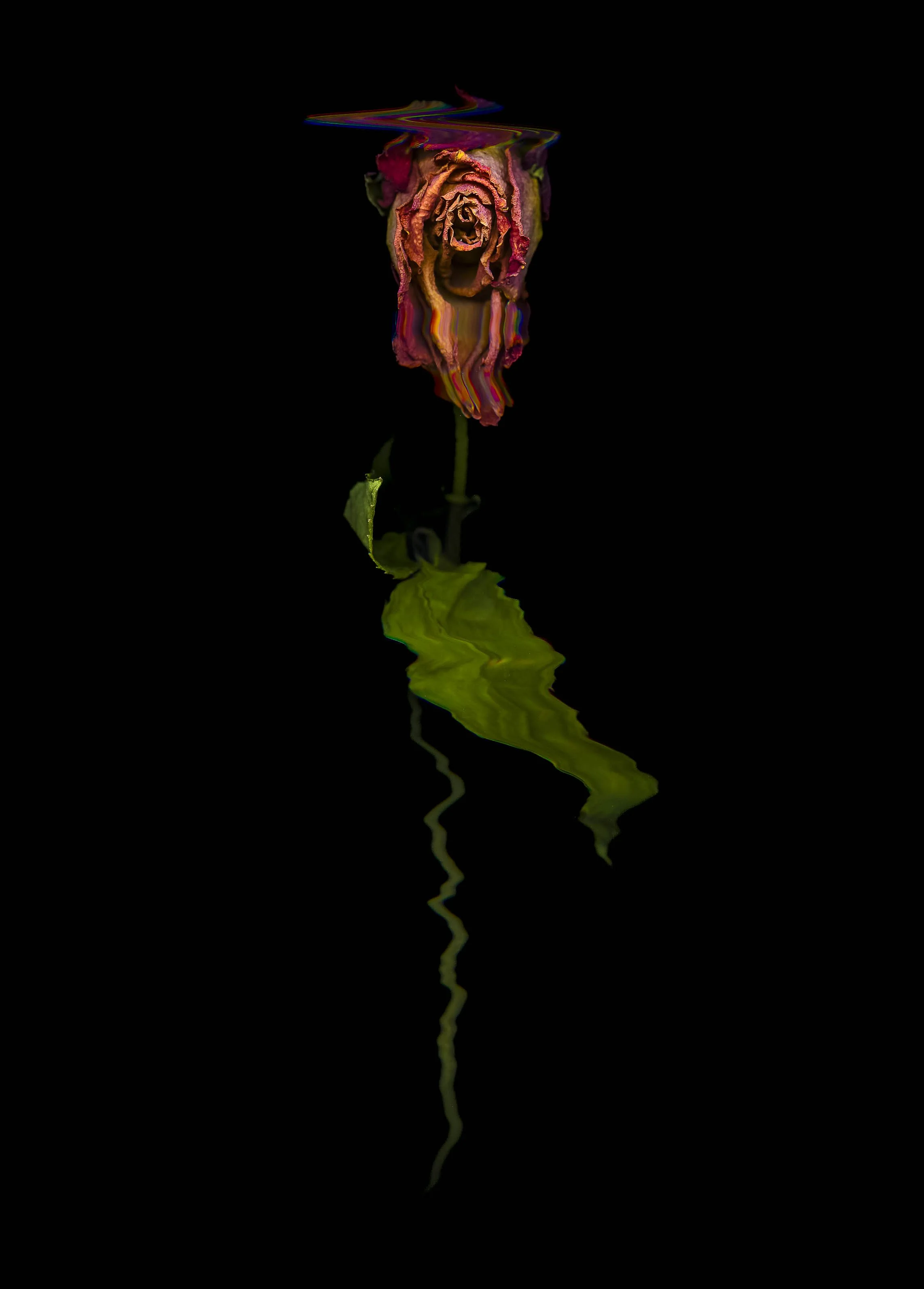 Roses-2021Fullsize-29.jpg