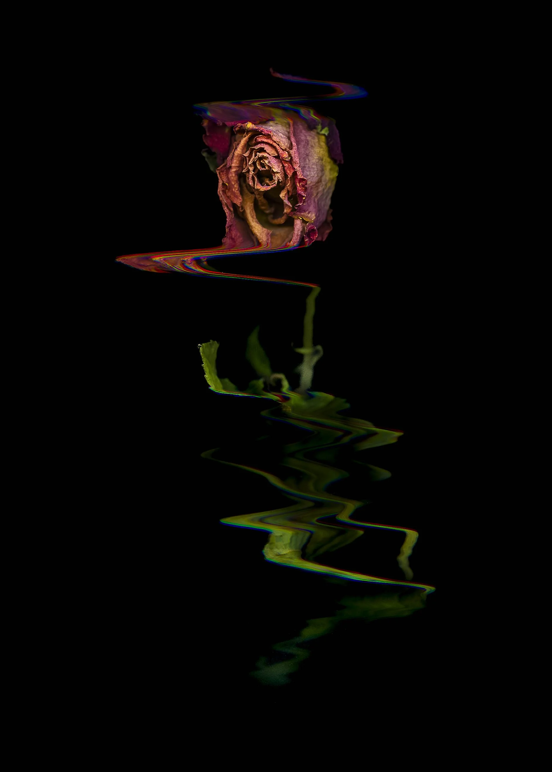 Roses-2021Fullsize-20.jpg