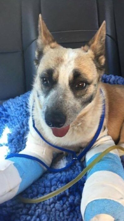 Red, Tara’s foster who had two broken front legs upon arrival.