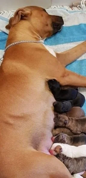 Brandy and her newborn Puppies in care with Tara