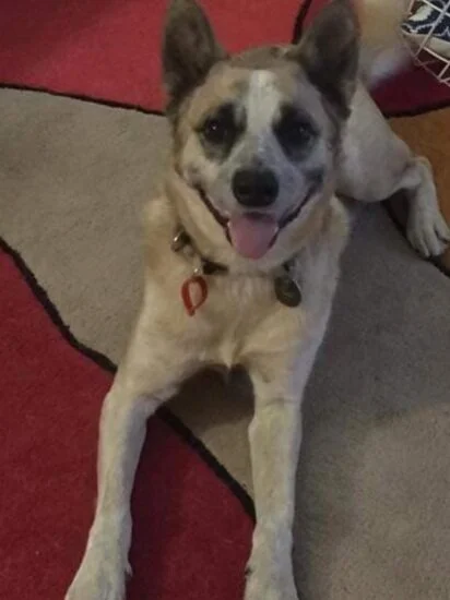 Red in his forever home after being adopted