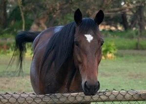 Prince 010119 Website copy (2).JPG