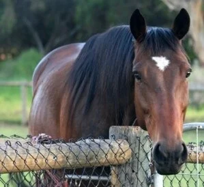 Prince 010119 Website copy.JPG