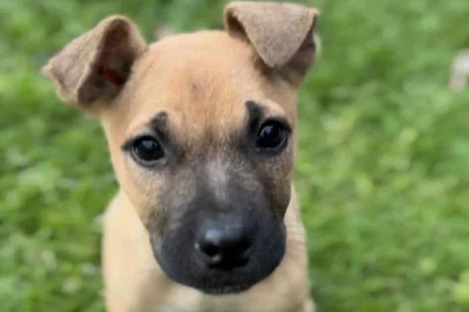 Honey **On trial with my new family**