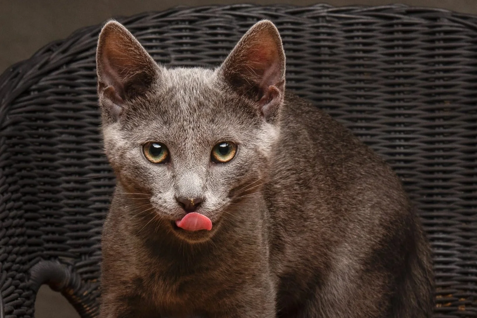 Zircon **Kitten**