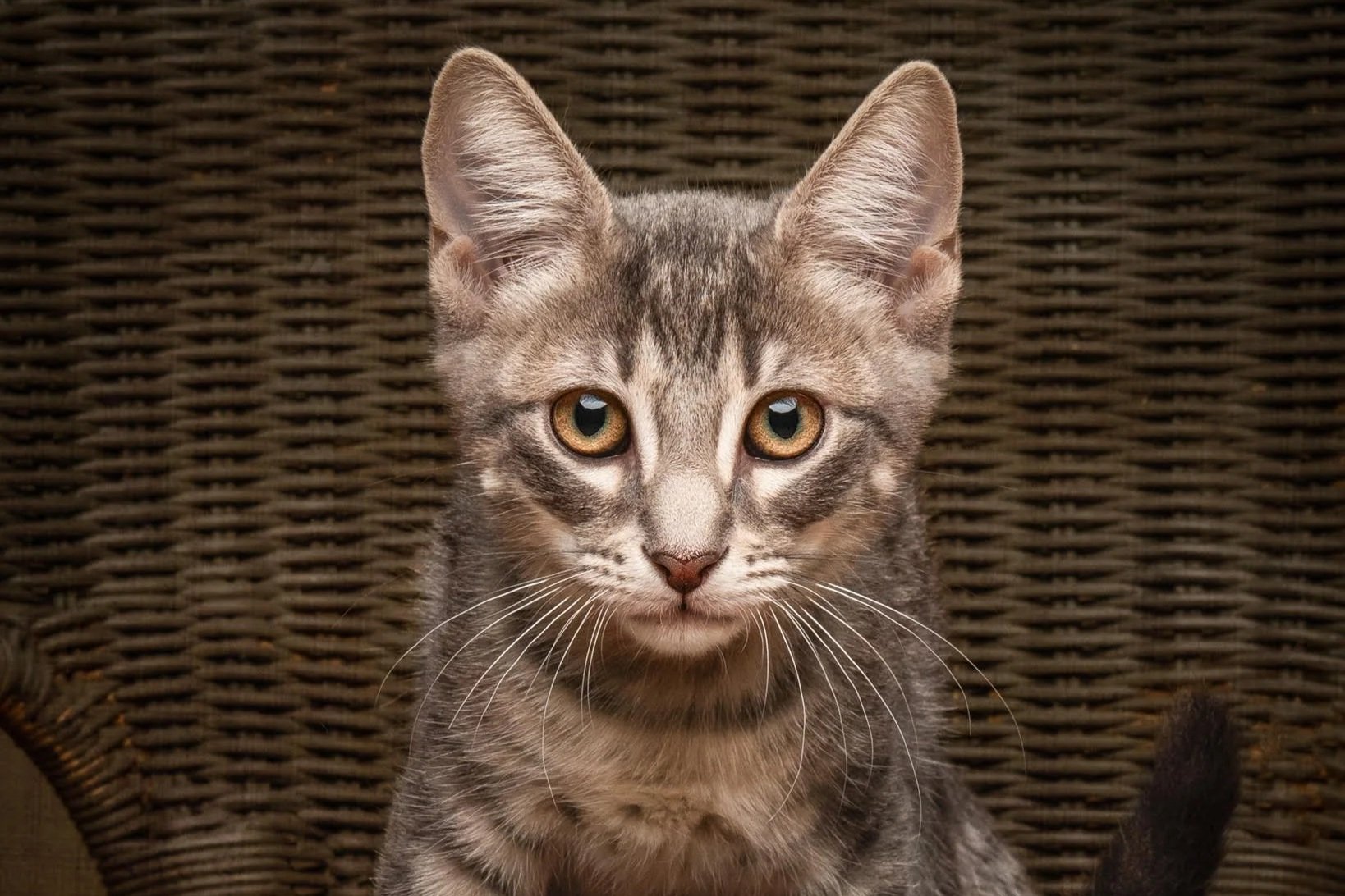 Opal **on trial with my new family**