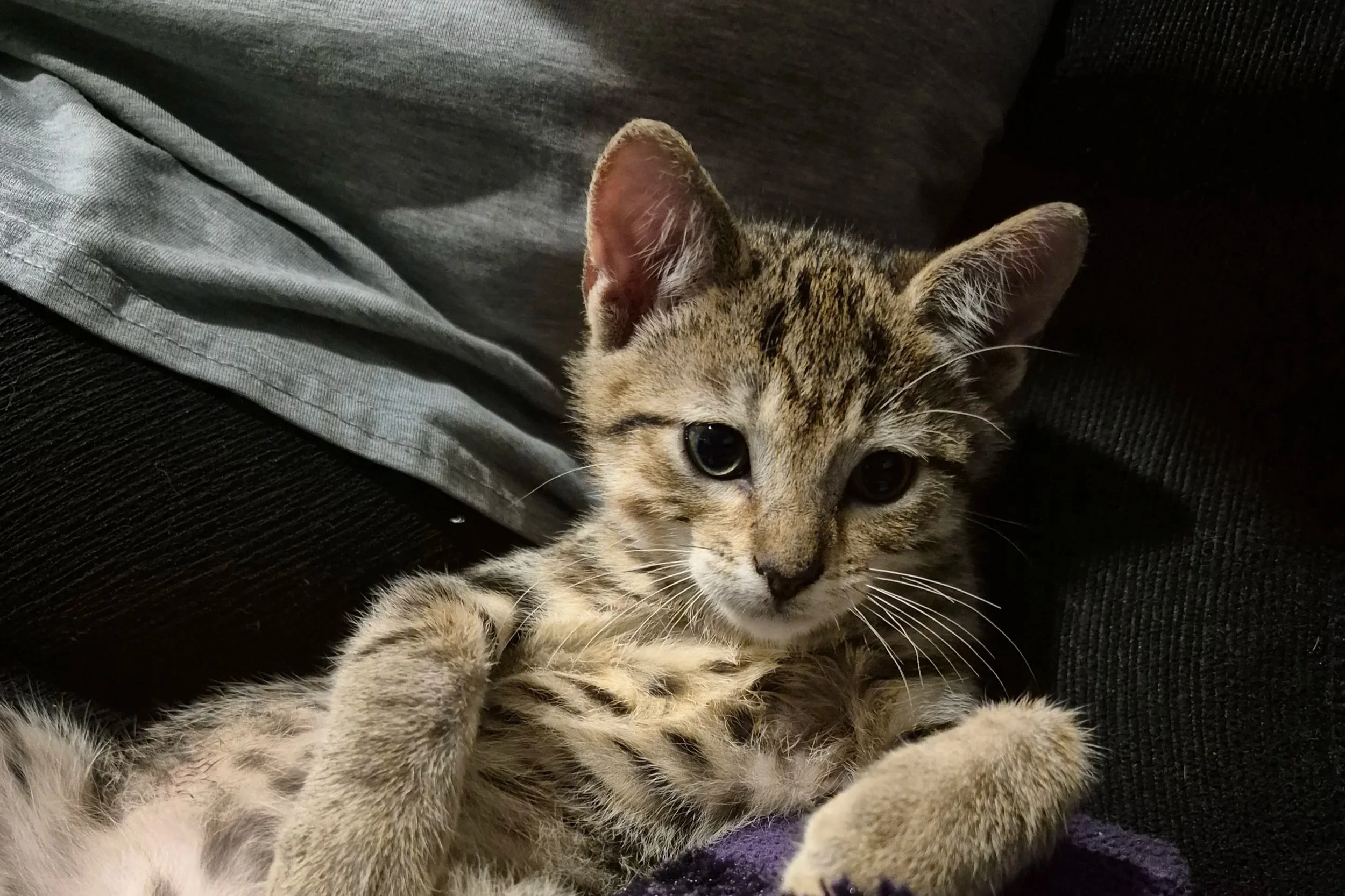 Teddy **Kitten**