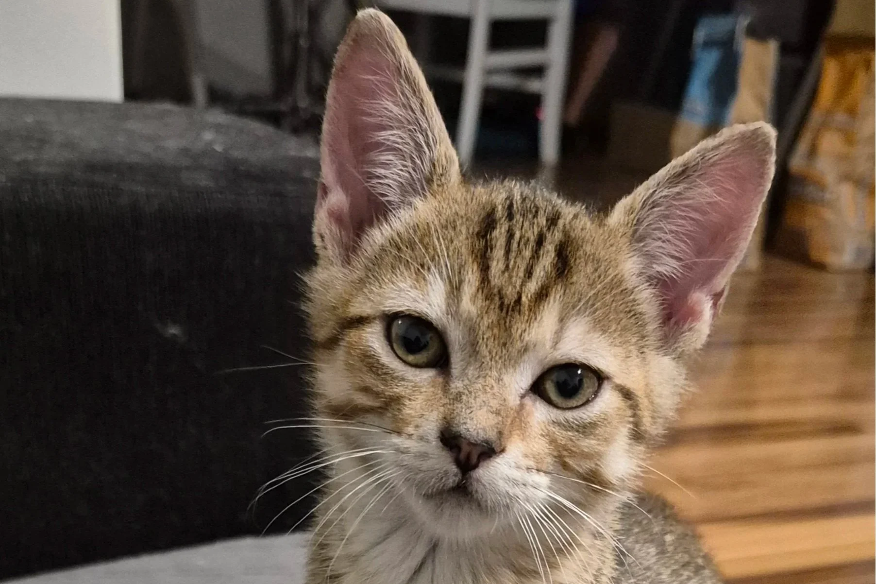 Cheddar **Kitten**