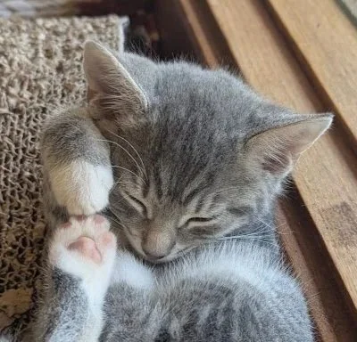 Wash **Kitten**