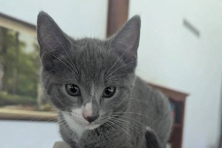 Suds **Kitten**