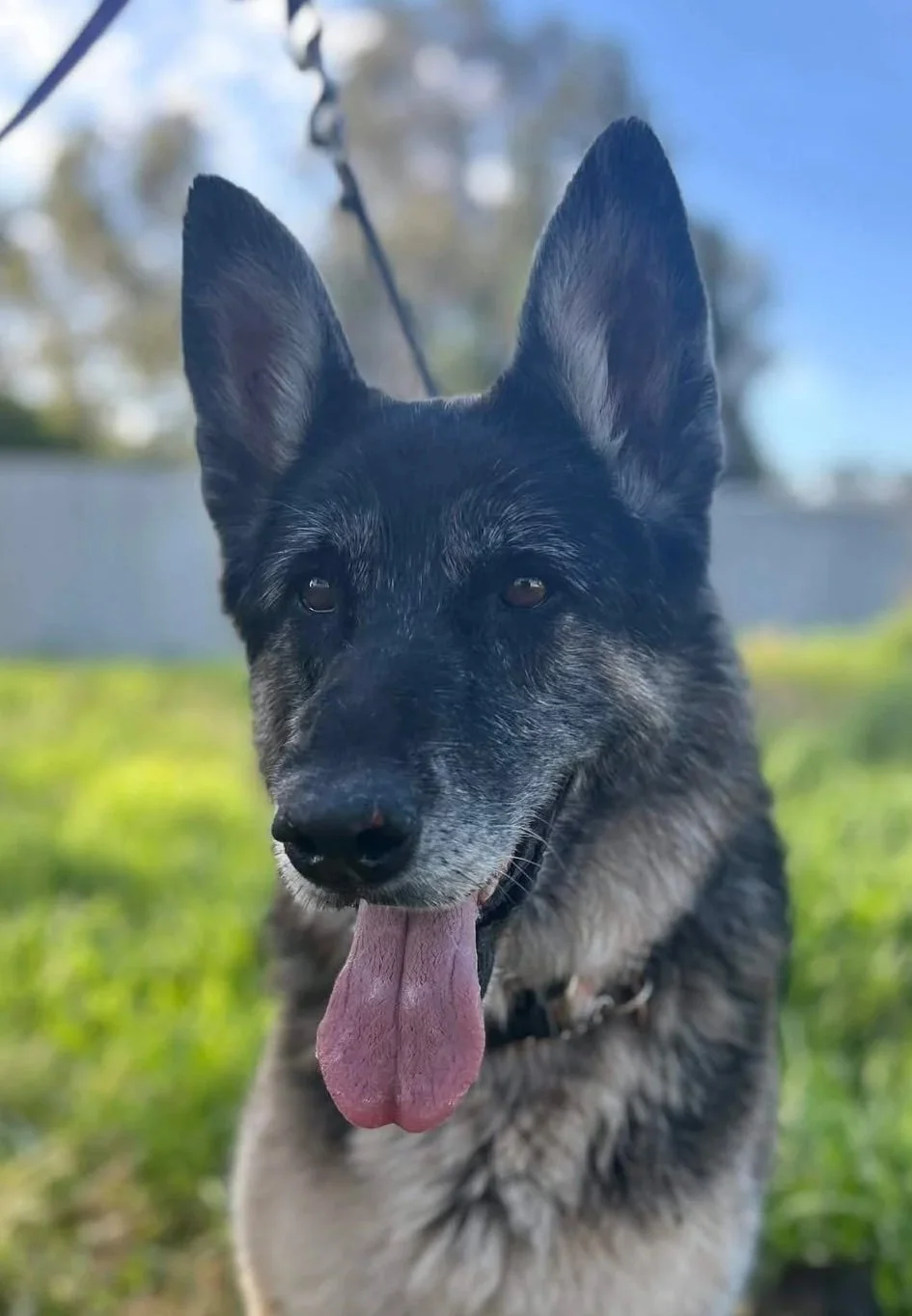 Indi