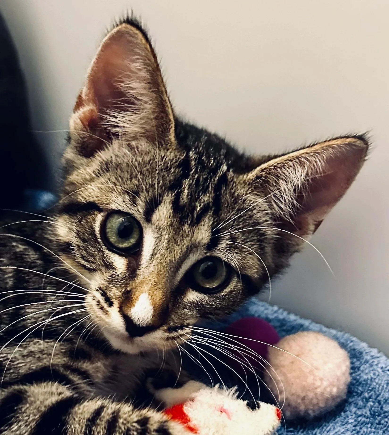Twiggy **kitten**