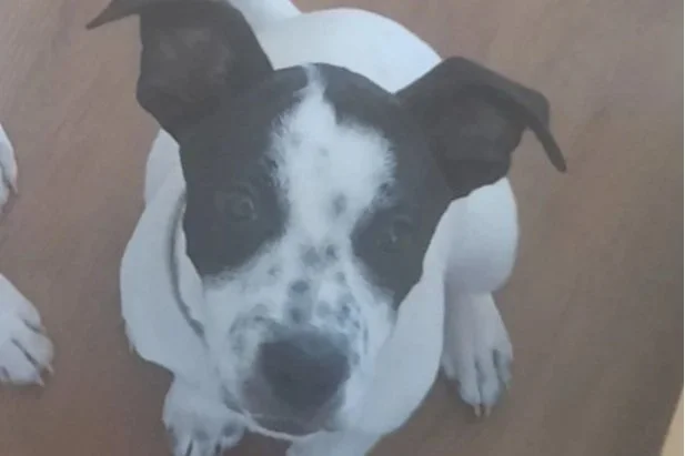 Bo **On trial with my new family**