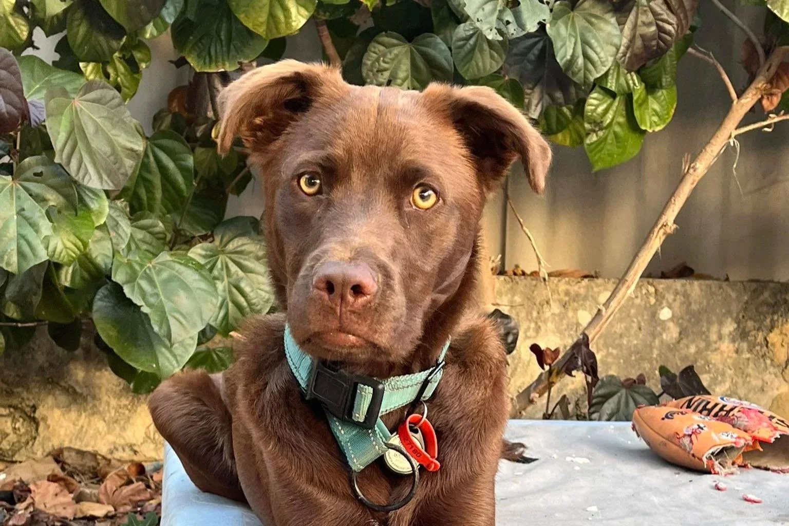 Biscuit **No more enquiries please**