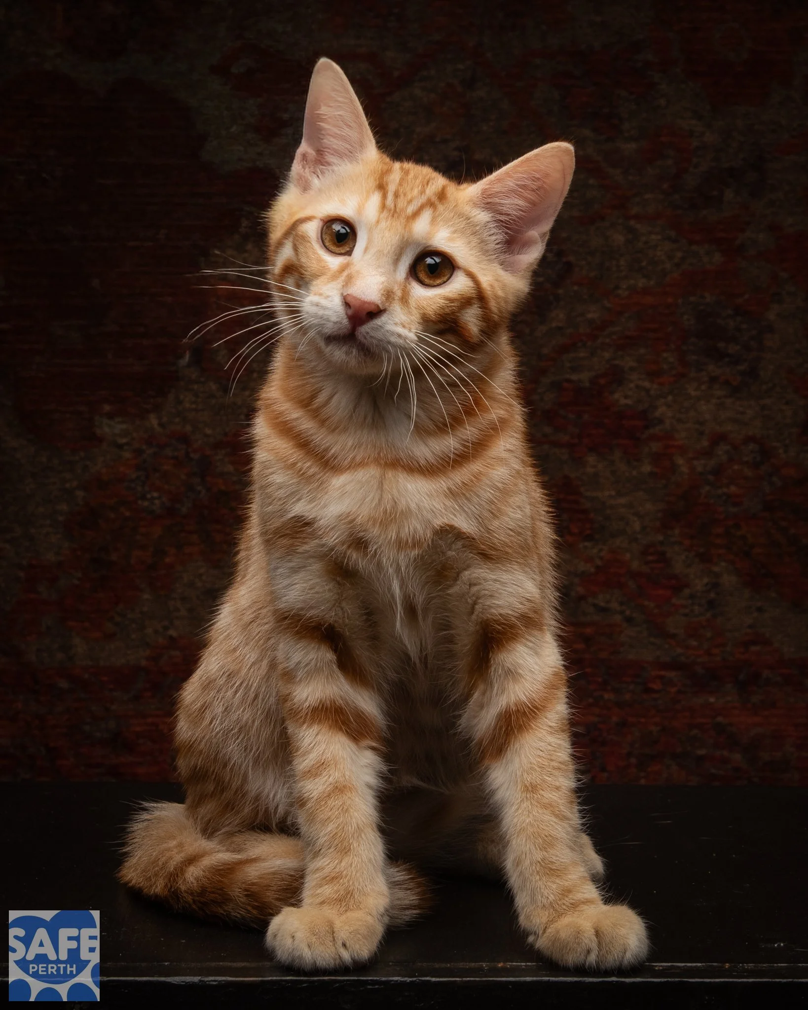 ROCKY_Jane Earle Photography-4.jpg