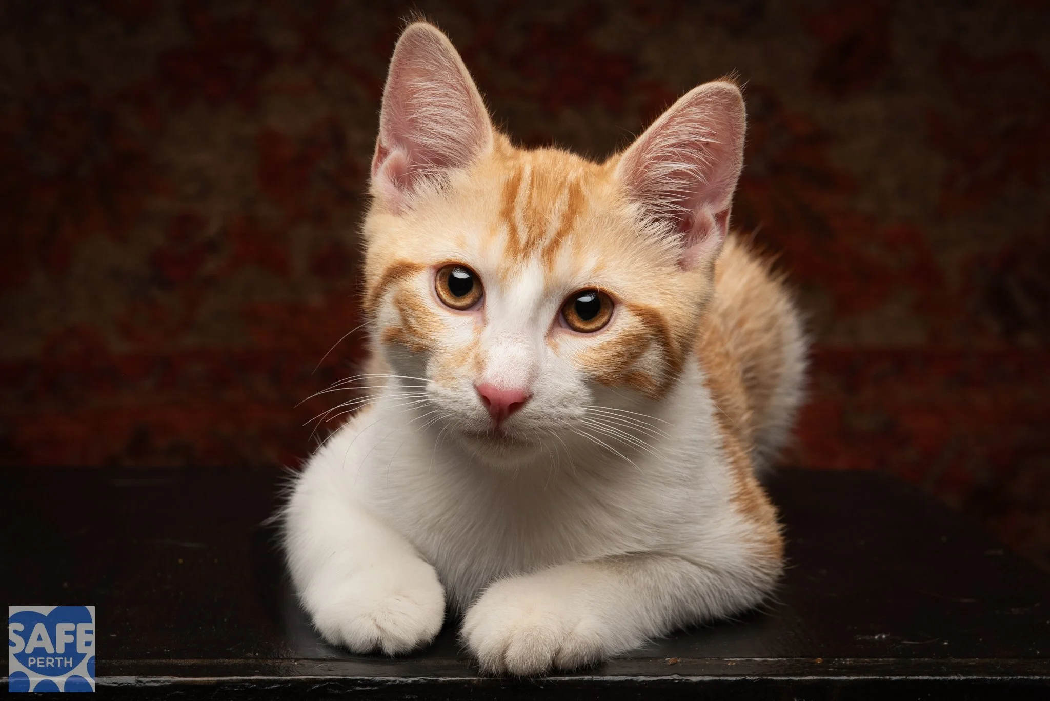 SAMMY_Jane Earle Photography-2.jpg