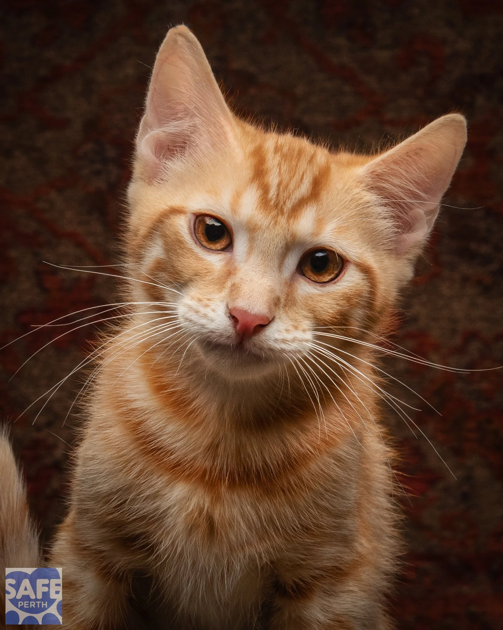 LEO_Jane Earle Photography-7.jpg