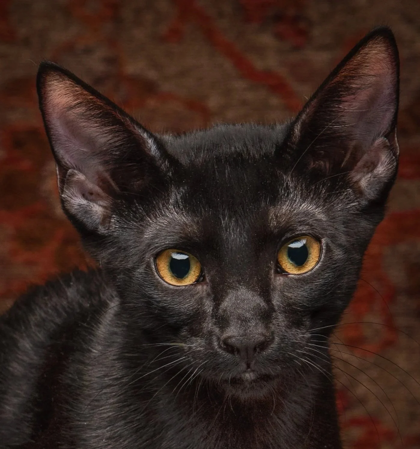 Batman **On Trial With My New Family**