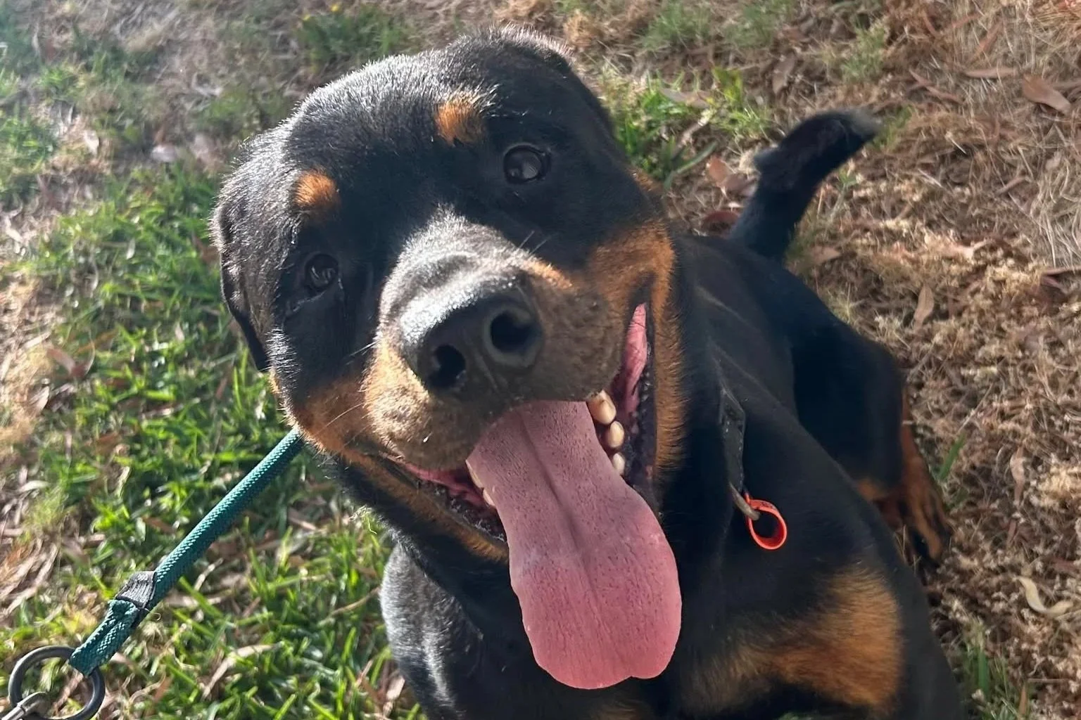 Rara **On trial with my new family**