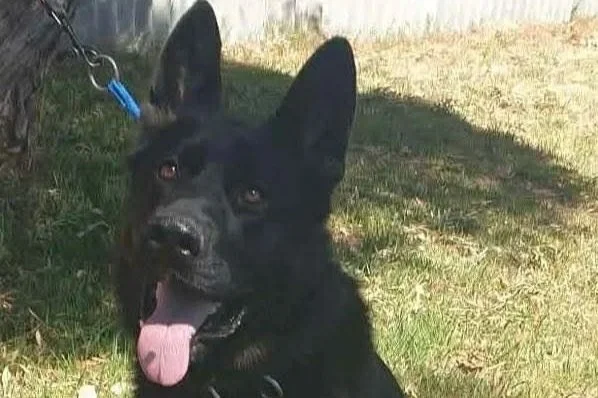 Rocky **On trial with my new family**