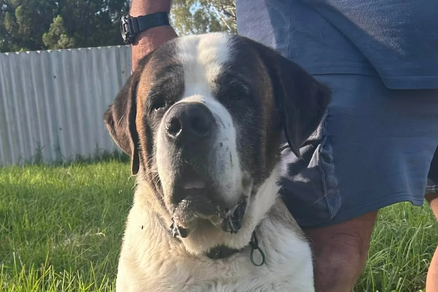 Monty **On trial with my new family**