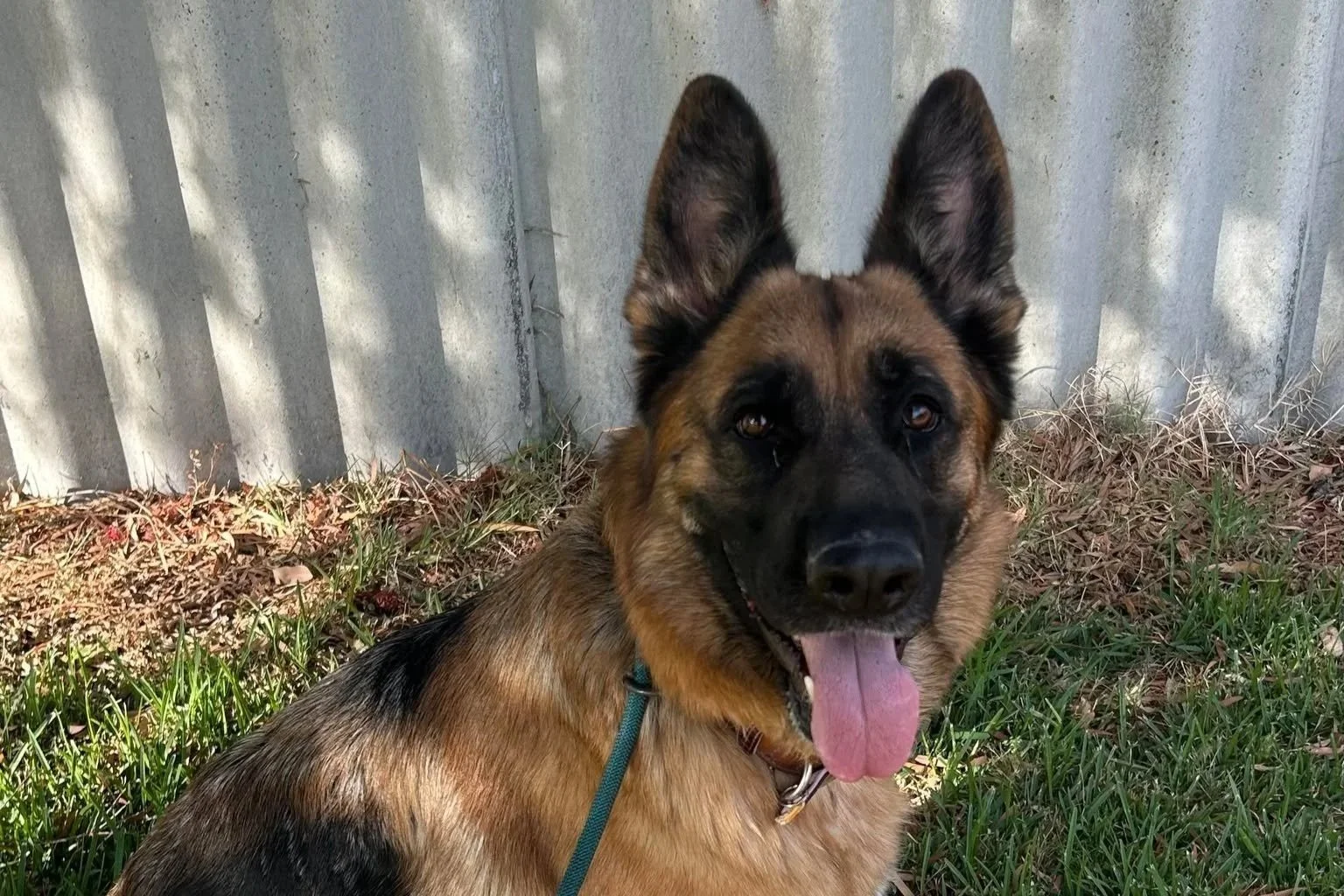 Miss Daisy **On trial with my new family**