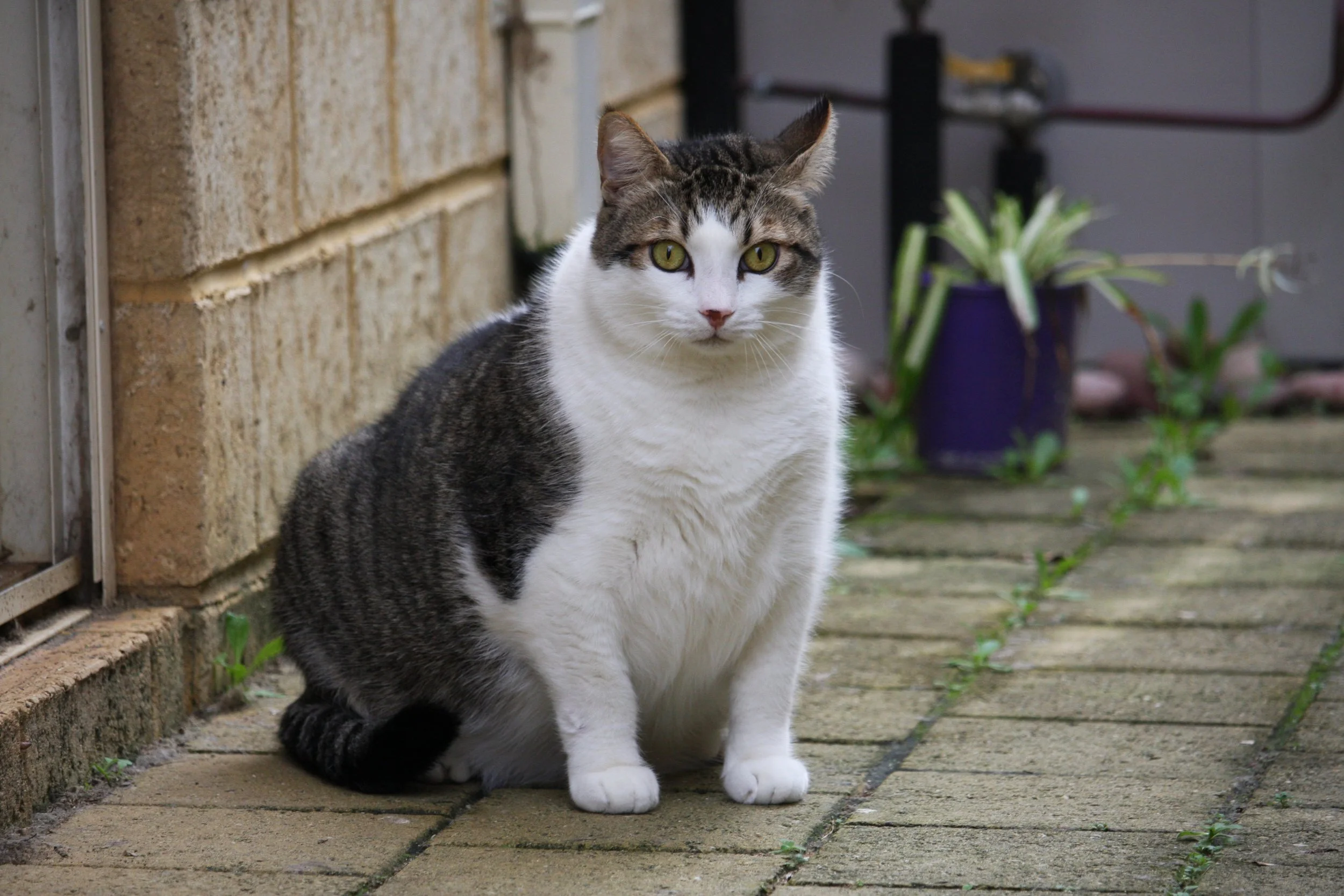 Chipp 11082025 (1).JPG