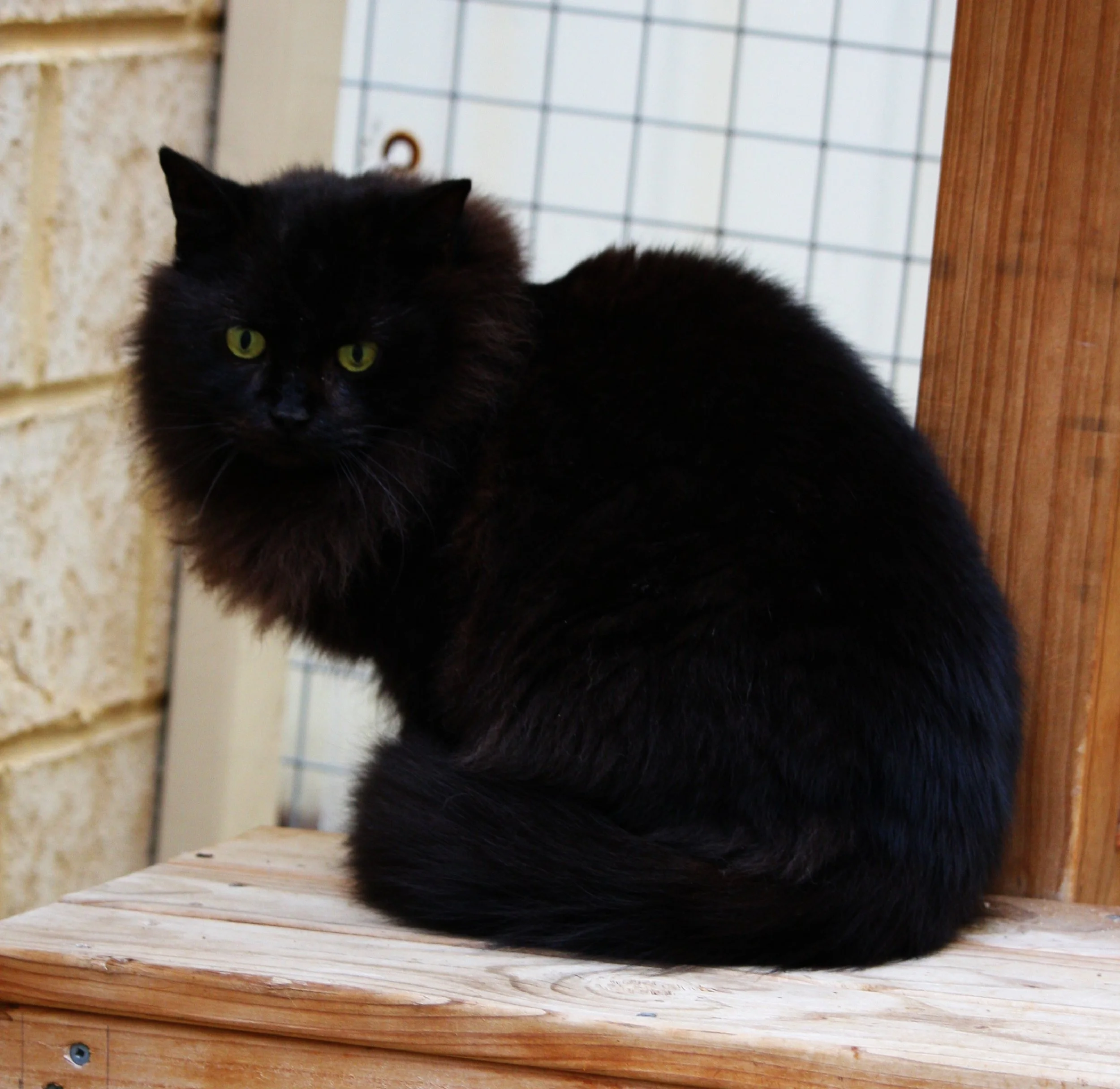 Blackie 11082025 (9.1).JPG