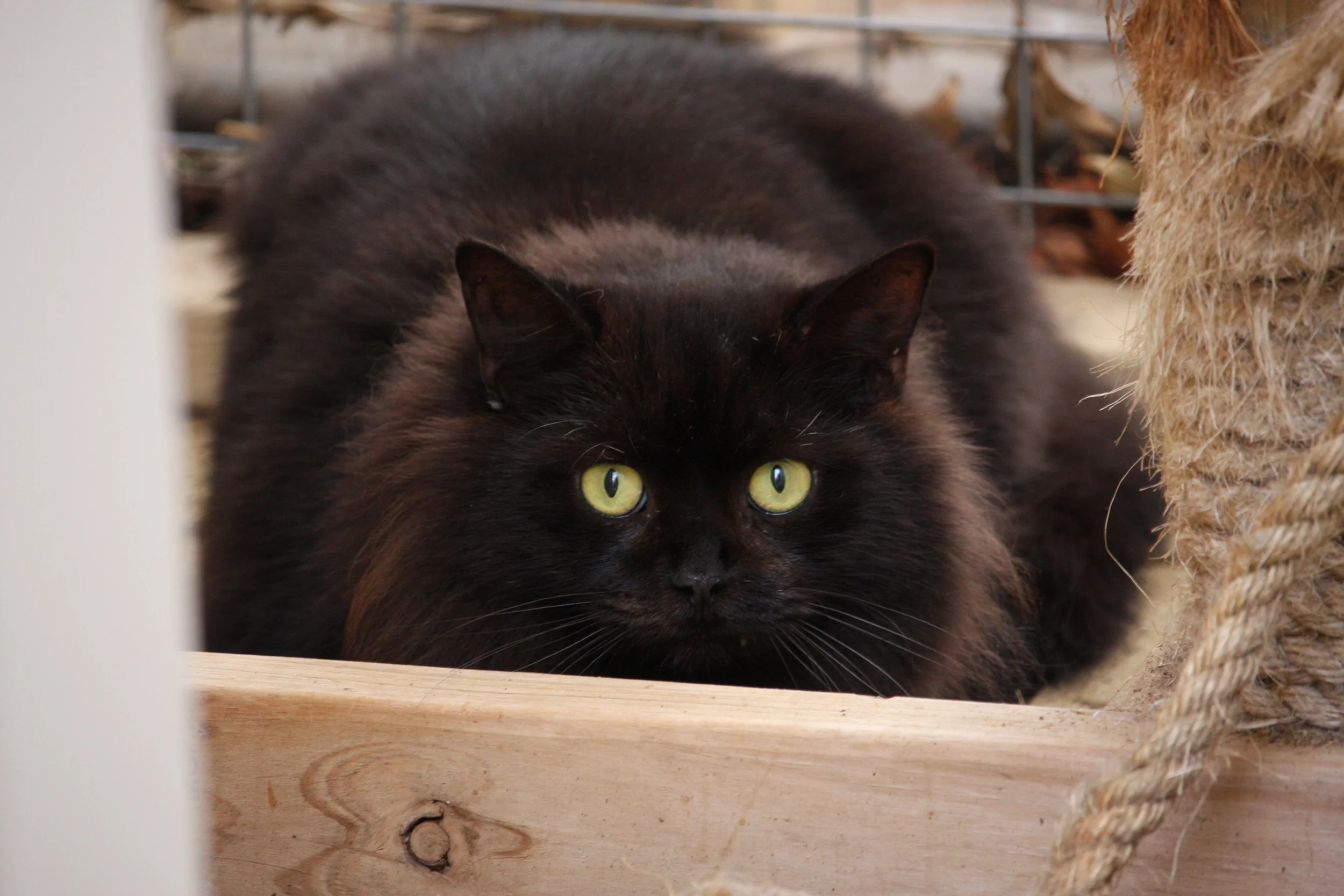 Blackie 11082025 (1).JPG