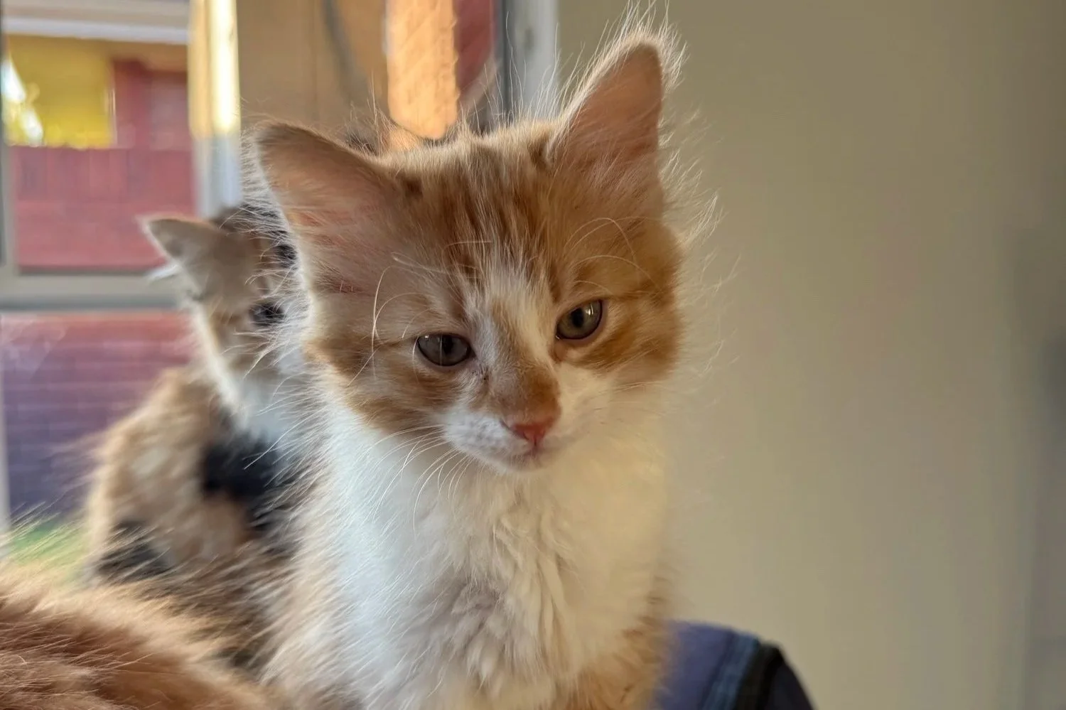 Gingerbread **On Trial With My New Family**