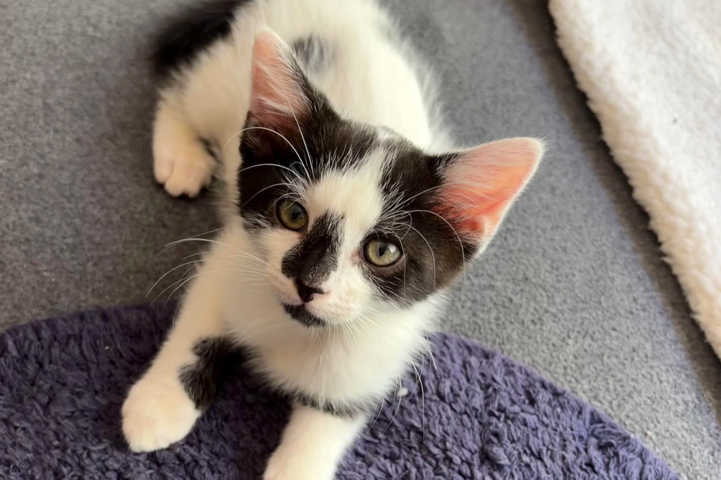 Berlioz **On Trial With My New Family**