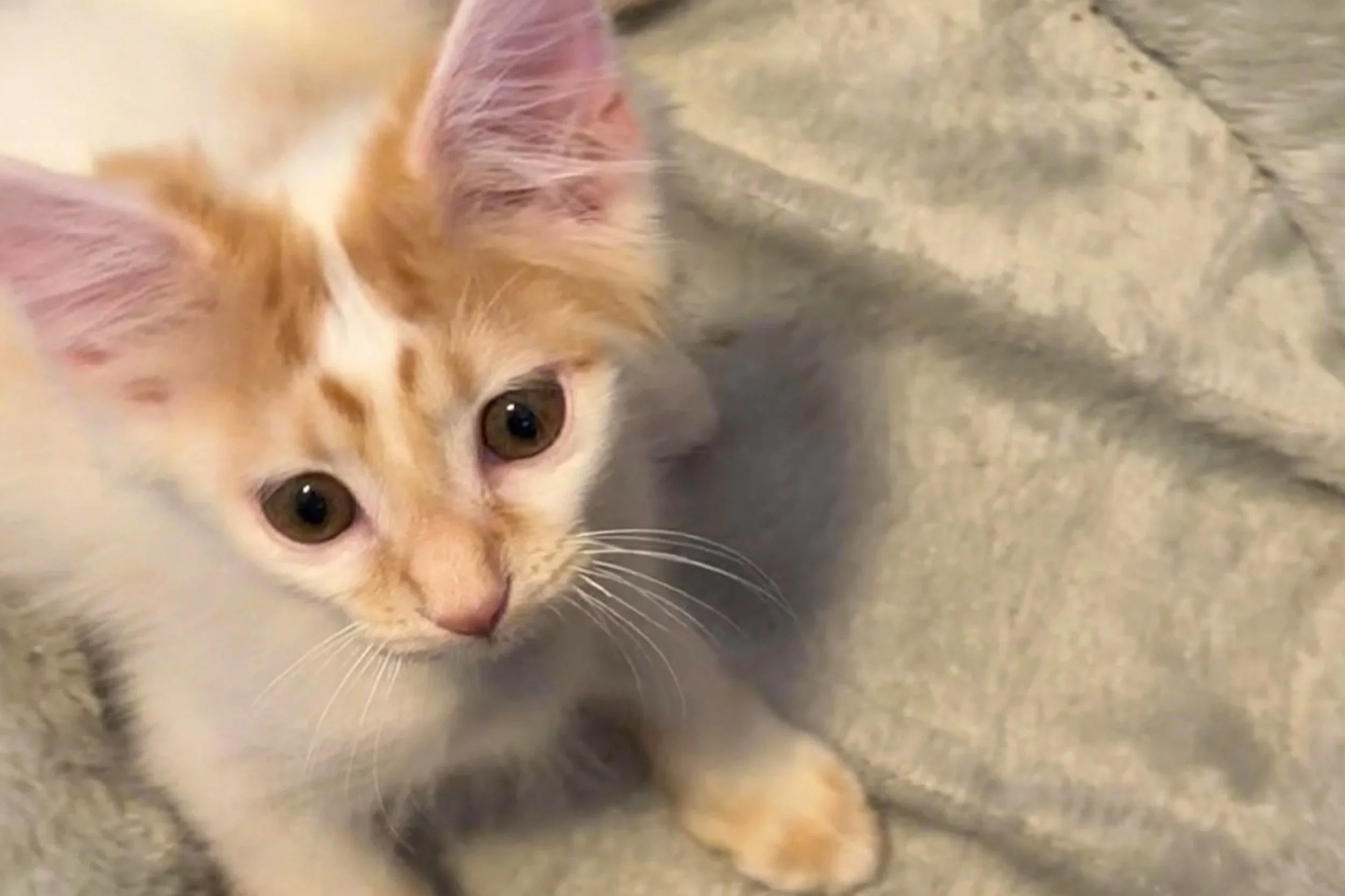 Toulouse **On Trial With My New Family**