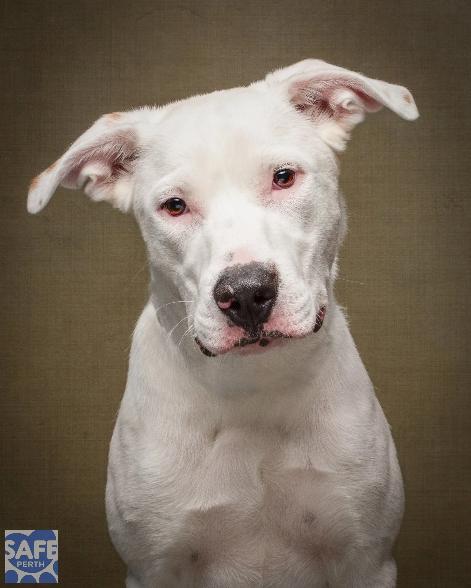 POLAR BEAR_Jane Earle Photography.jpg