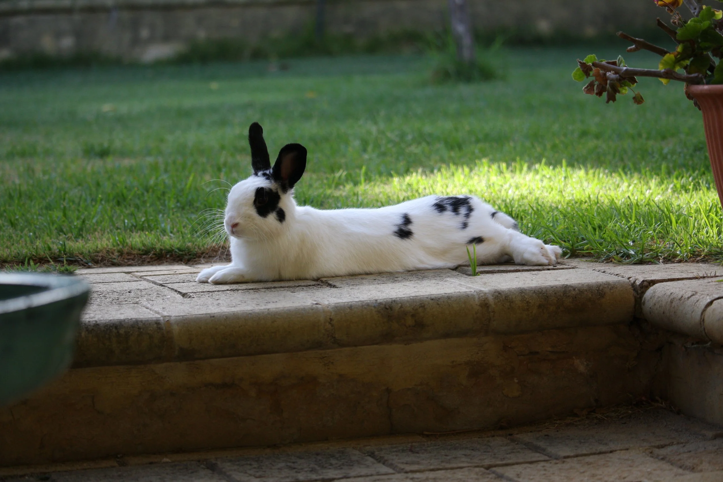 Wren 10032026 (14).JPG