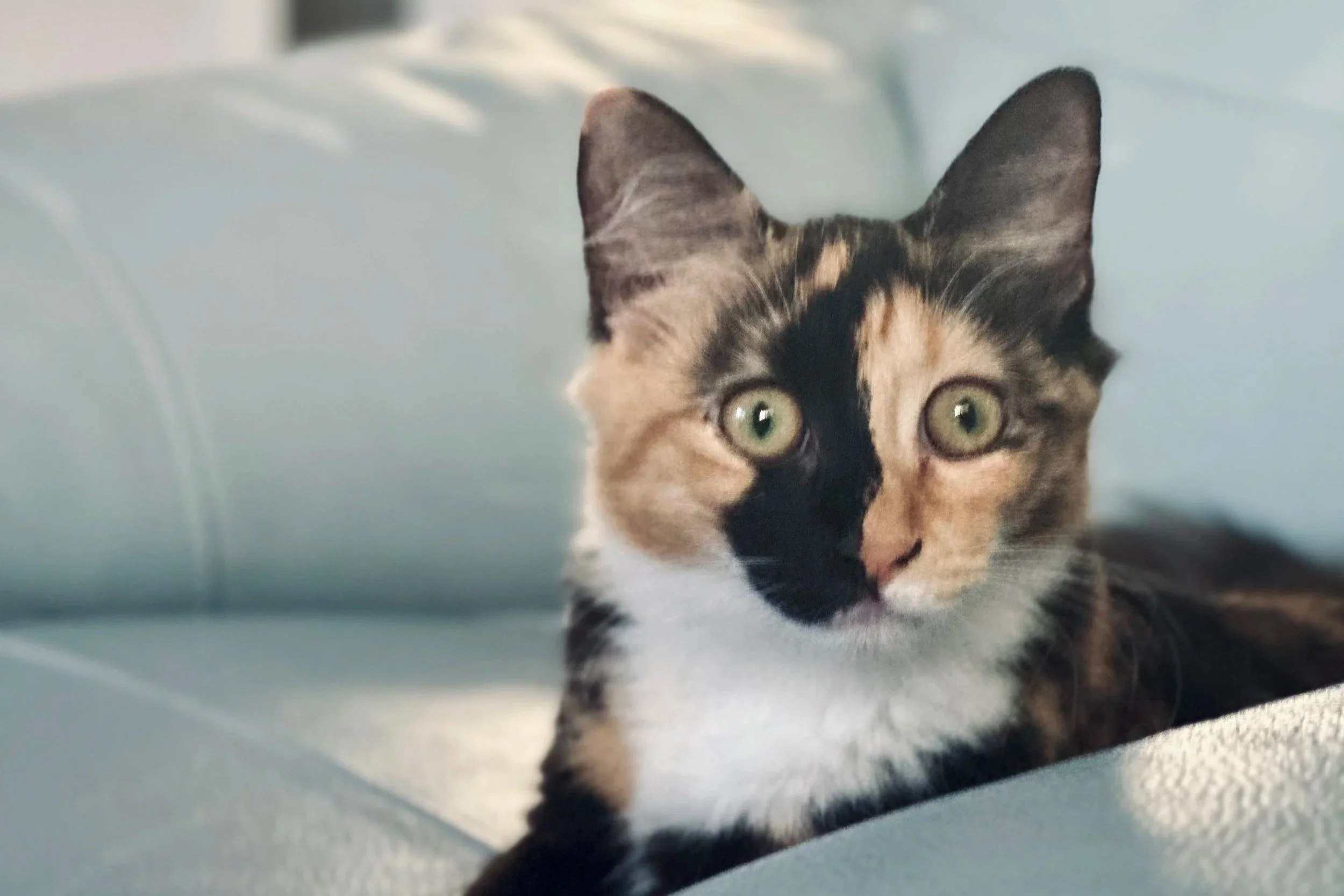 Cookie **On Trial With My New Family**