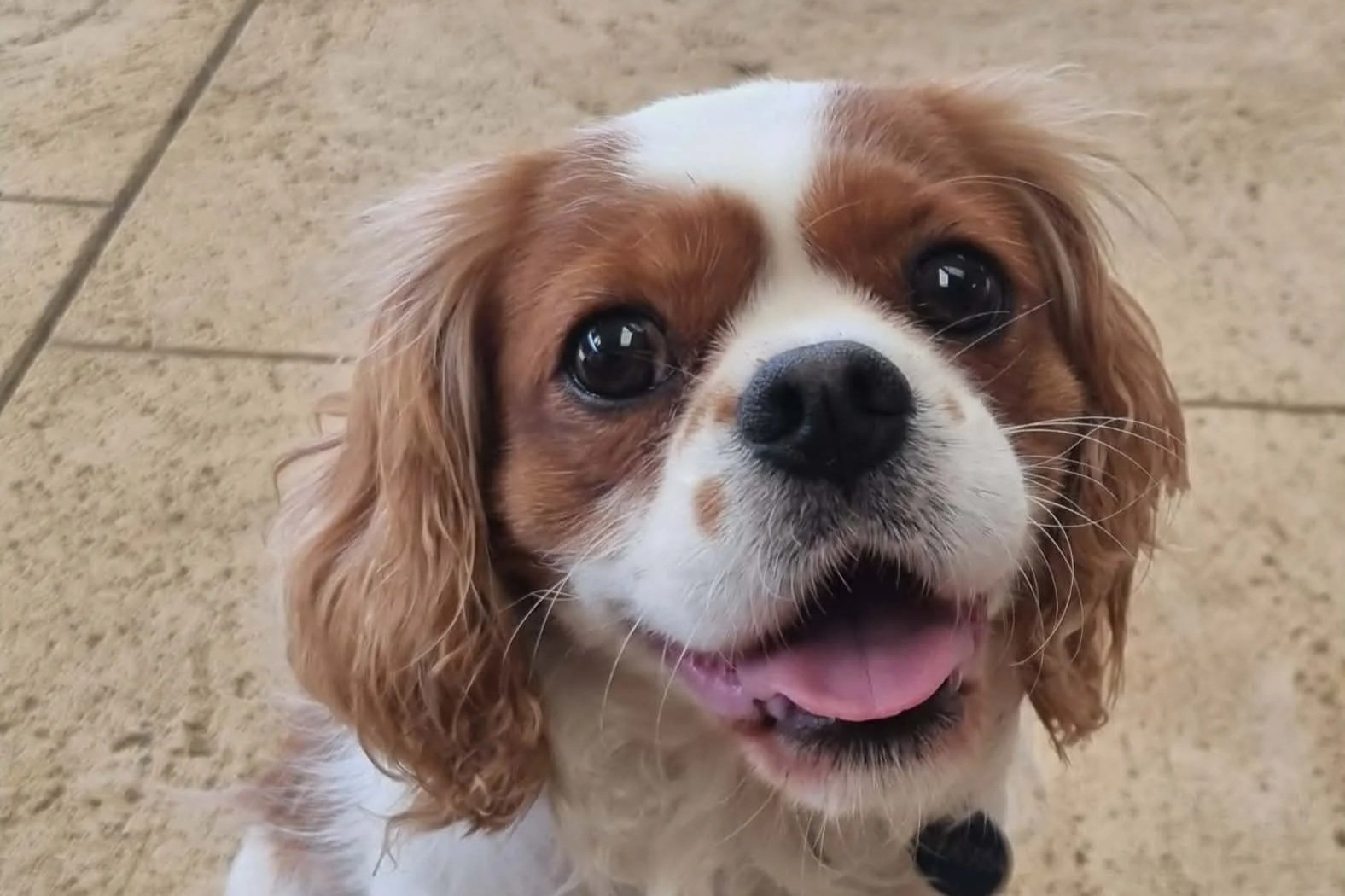 Louie **No more enquiries please**