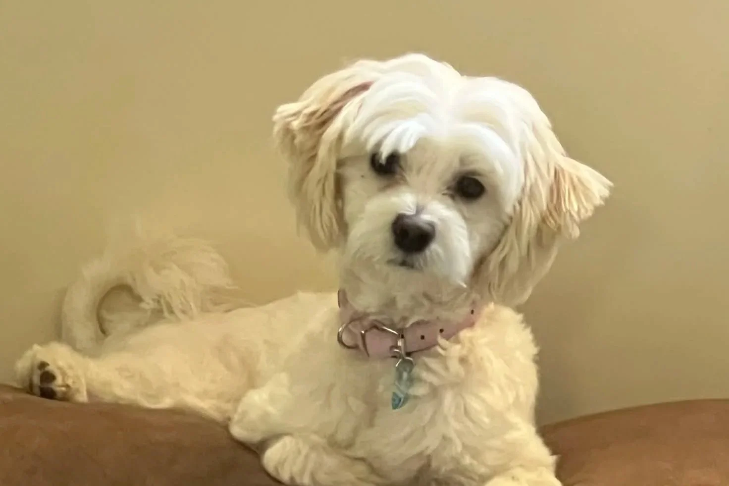 Tilly **On trial with my new family**