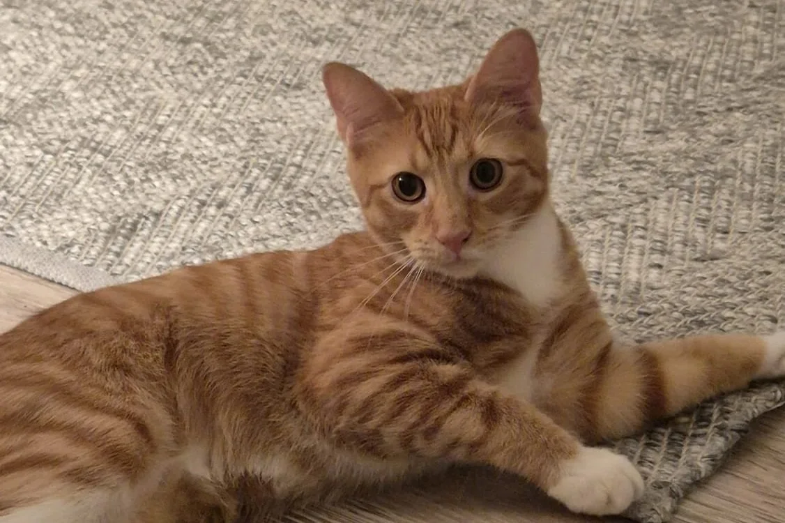 Ginger **Kitten**