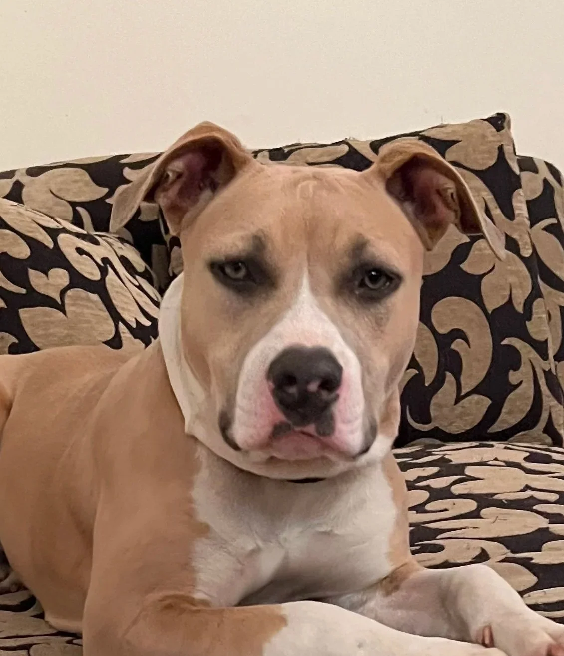 Luna **Settling in with my new family**