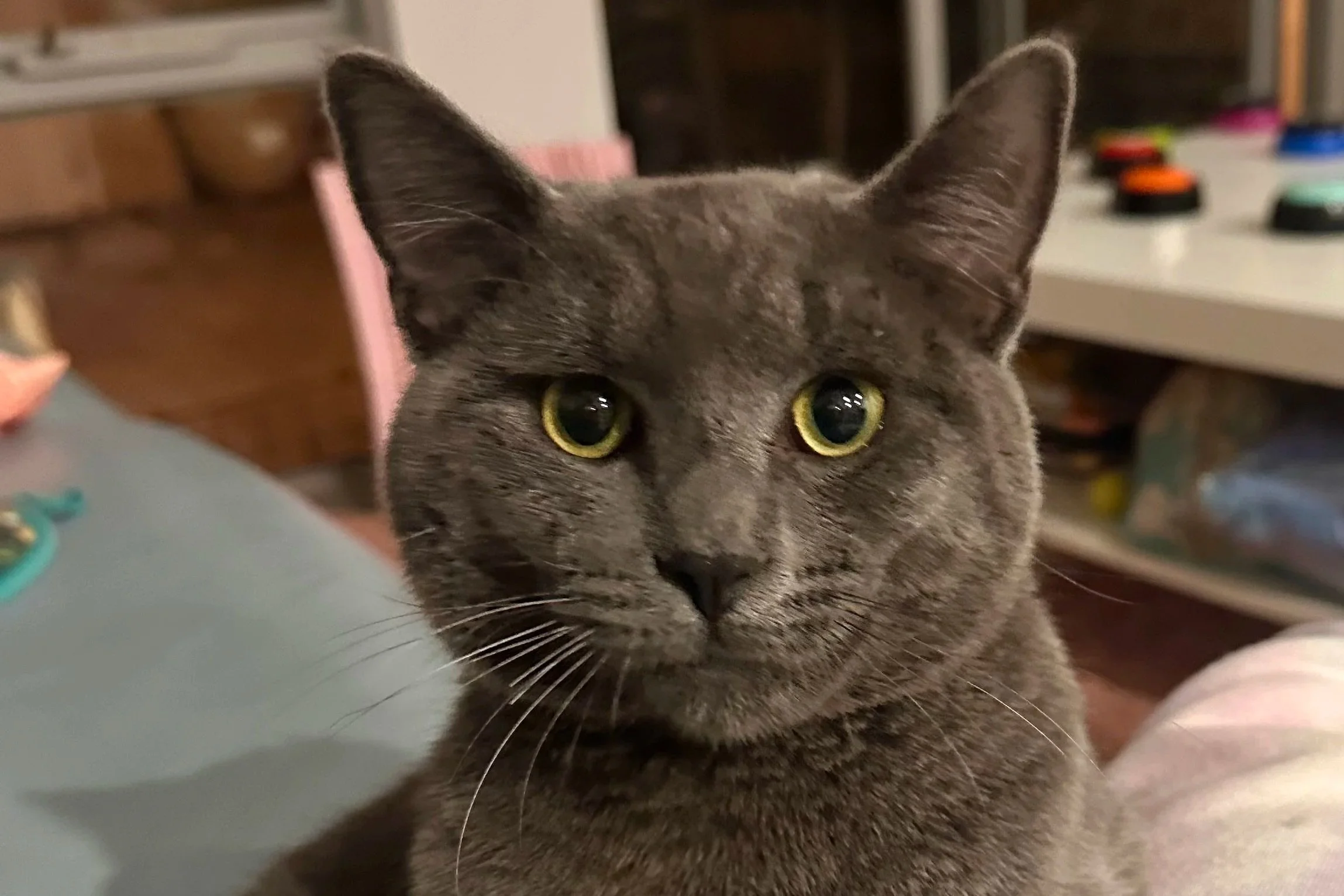 Smokey **Settling in with my new family**